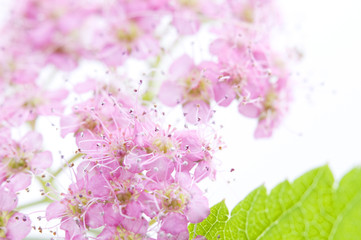 Spiraea x bumolda, the inflorescence fragment and the leaves, ma