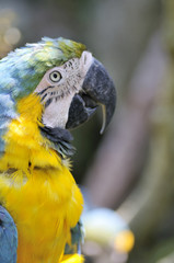 コンゴウインコ　2