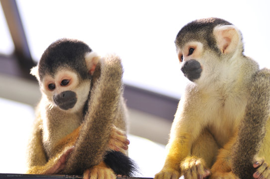 コモンリスザル の画像 7 102 件の Stock 写真 ベクターおよびビデオ Adobe Stock