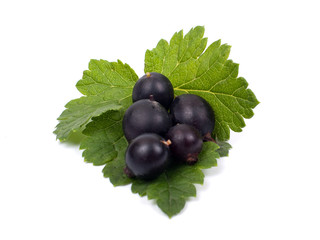 Black currant