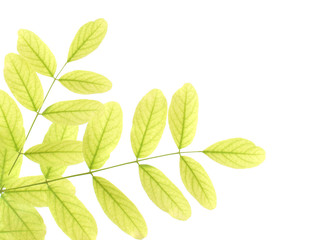 Naklejka na ściany i meble Green acacia leaves