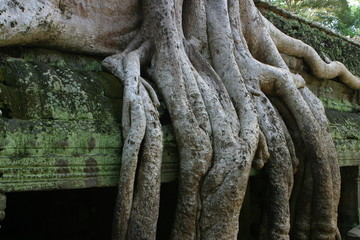 Fototapeta na wymiar Świątynia Preah Khan - Angkor Wat