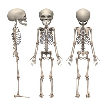 fetus skeleton