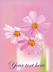 beautiful cosmos flowers on pink background vector