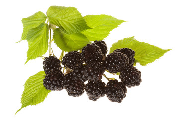 blackberries with green leafs