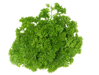 green parsley on white background