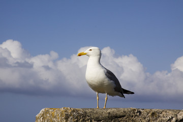 Gaviota