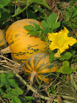 Steirischer &Ouml;lk&uuml;rbis mit Bl&uuml;te