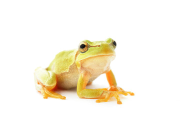 Tree frog