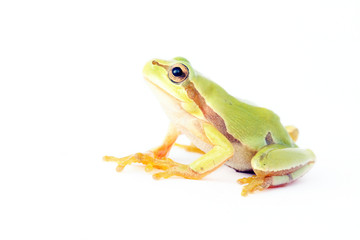 Tree frog