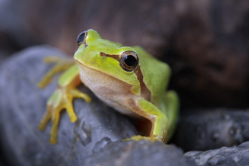 Tree frog on stone