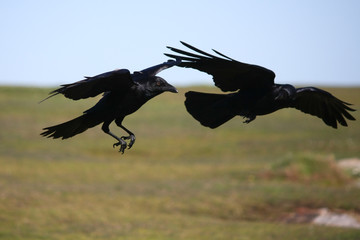 Two crows in flight together.
