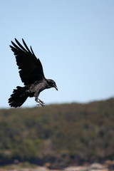 Crow swooping down in flight.