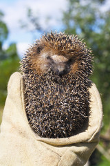 Small hedgehog