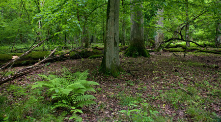 Stand of Bialowieza Forest reserve with broken oak tree lying