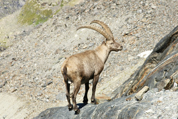 Steinbock
