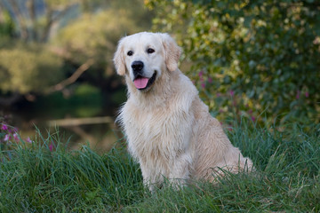 Golden Retriever Rüde