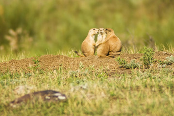 Black-tailed Prairie Dogs