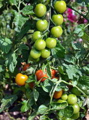 Aout...saison des tomates