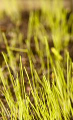 green grass close up background