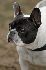 bouledogue français