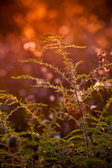 Plant in sunset light