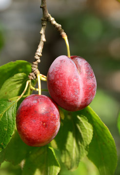couple of plum on tree branch