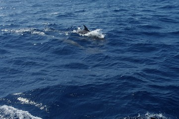 Fototapeta premium Dauphins