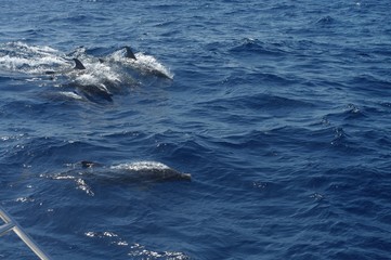 Obraz premium Dauphins