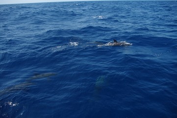 Fototapeta premium Dauphins