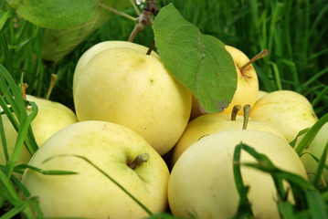ripe yellow apples