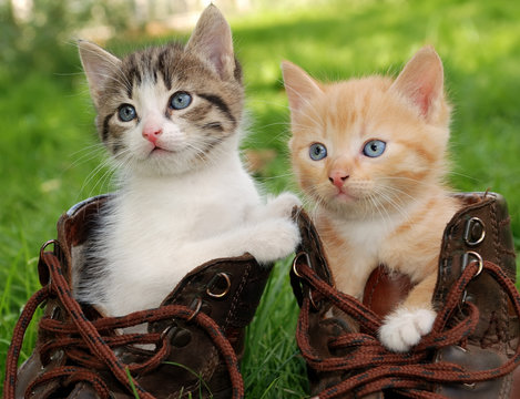 kitten in boots