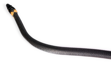 Snake isolated on white background.