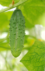 Single green cucumber in greenhouse