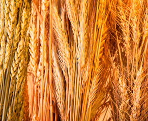 Golden wheat background
