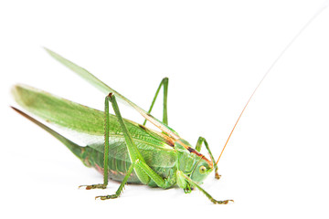 Locust isolated on white background.