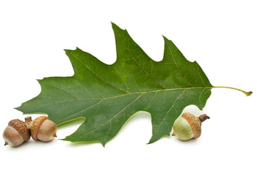 Acorn and leaf of oak.