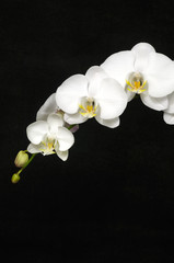 Elegant orchid on black