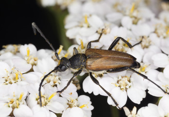 Blood-red longhorn beetle (Anastrangalia sanguinolenta)