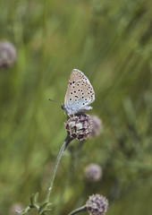 Blue wing sitting on flower bud.