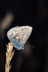 Blue wing sitting on straw.