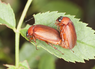 Mating brown chafer (Serica brunnea) Macro photo.