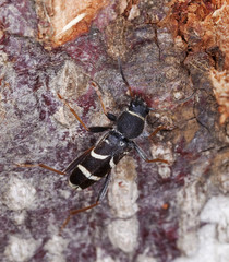 Wasp beetle on tree. Macro photo.