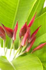 Bouquet of the canna lily