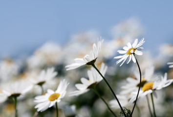 Field of daisies