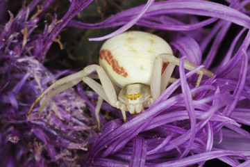 Crab spider on thistle. Macro photo.