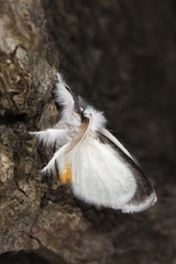 Moth sitting on tree.