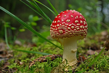 Fly agaric