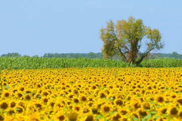Sunflower field, Provence, France, shallow focus