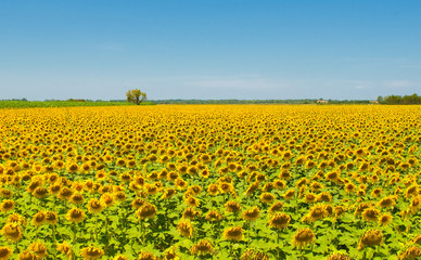 Sunflower field, Provence, France, shallow focus